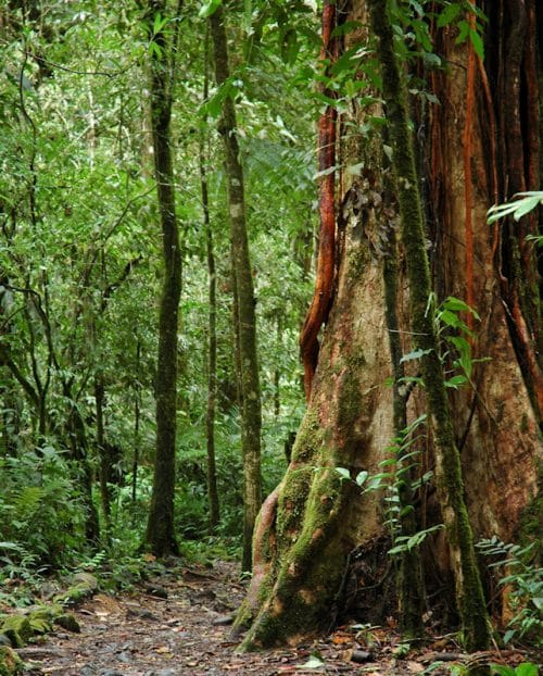 Árbol grande catarata del toro