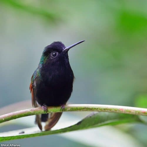 Colibrí de vientre negro-macho-cataratasdeltoro