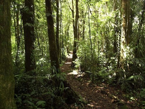 vue de la forêt catarata del toro