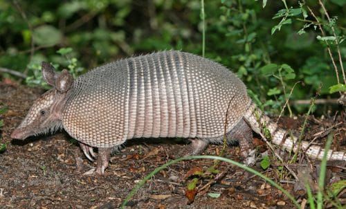 Nine banded Armadillo