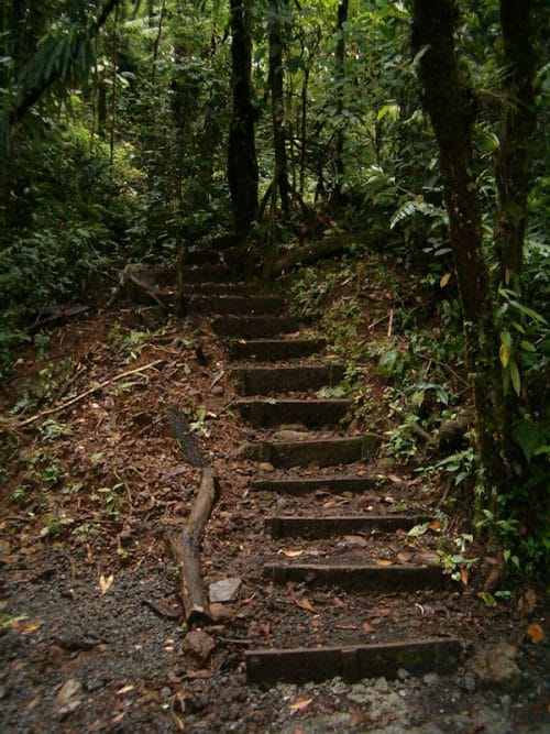 Steps in forest catarata del toro