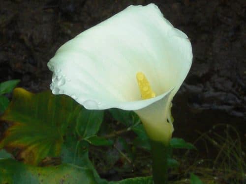 Flor blanca catarata del toro