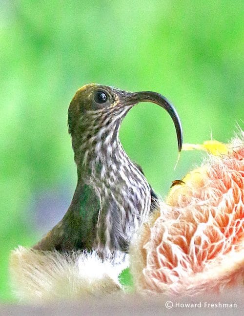 White-tipped Sicklebill catarata del toro