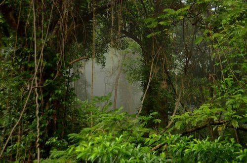 vue de la forêt catarata del toro