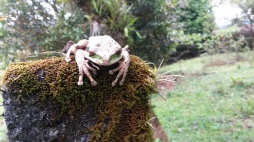 sapo Blue Falls of Costa Rica