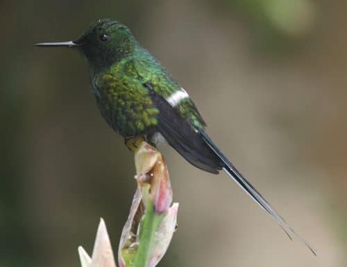 colibríes catarata del toro