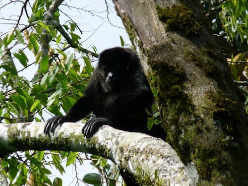 Howler Monkey catarata del toro