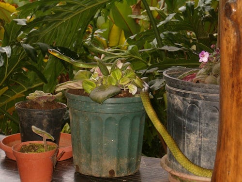 Parrot snake catarata del toro