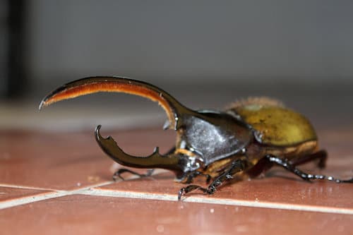 Coléoptère rhinocéros Catarata Del Toro