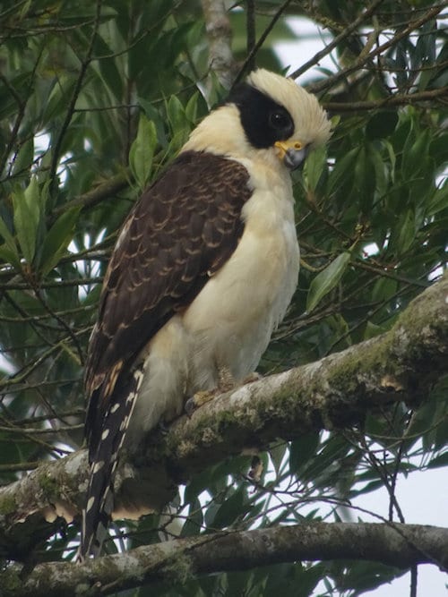 hawk catarata del toro