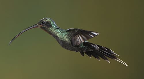 hummingbirds catarata del toro (2)