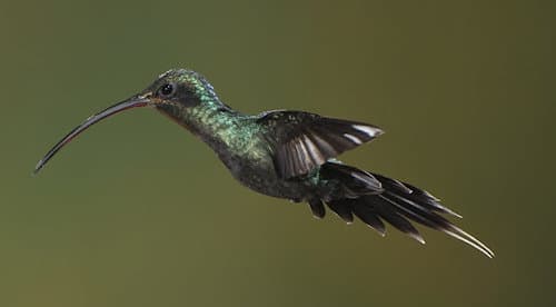 Kolibris catarata del toro (2)