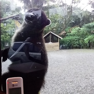 Oso en Catarata Del Toro