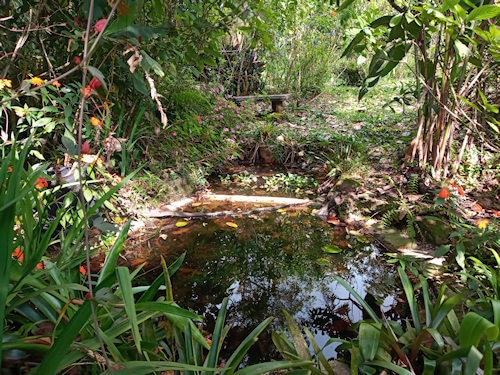 Étang à grenouilles Catarata Del Toro