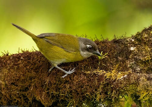 Oiseaux - Catarata Del Toro - Costa Rica