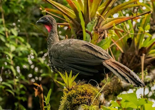 Pájaros - Catarata Del Toro - Costa Rica