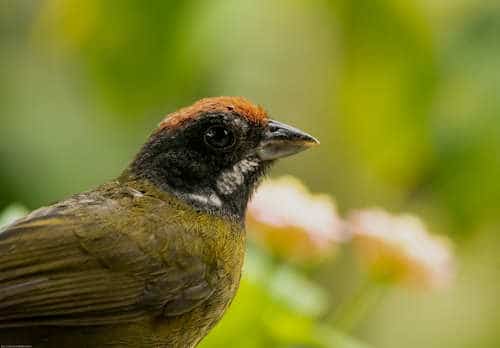 Aves - Catarata Del Toro - Costa Rica