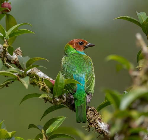 Birds - Catarata Del Toro - Costa Rica
