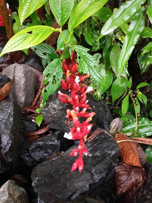 Blaue Wasserfälle von Costa Rica