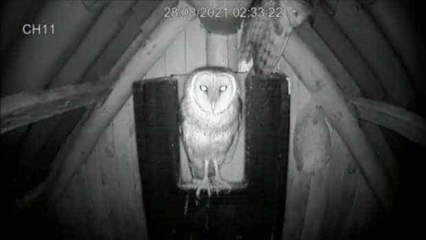 Barn-owl - Catarata Del Toro