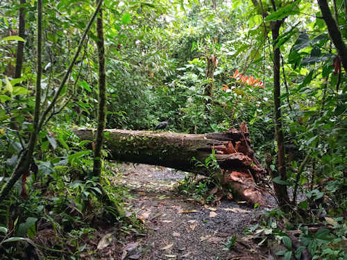 Catarata Del Toro trails